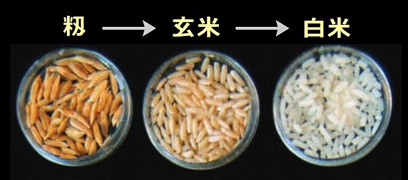 キャットフードの成分として用いられる「米（玄米・ライス）」