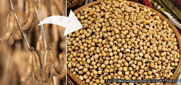 キャットフードの成分として用いられる「ダイズ」(大豆)