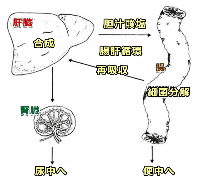 猫の体内におけるタウリンのターンオーバー模式図