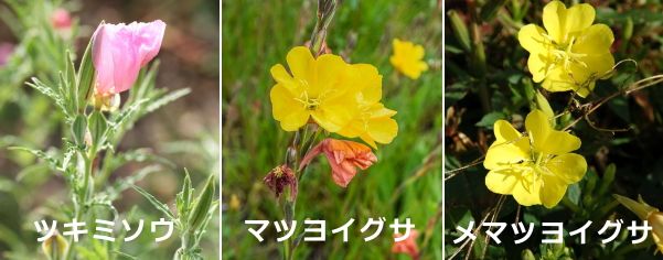 キャットフードの成分として用いられる「月見草オイル」