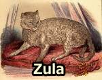 現在のアビシニアンの元猫といわれている「ズーラ」(Zula)