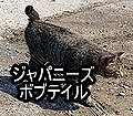 ジャパニーズボブテイル