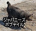 ジャパニーズボブテイル