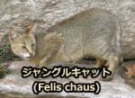 ジャングルキャット(Felis chaus)
