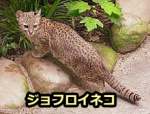 南アメリカで最も多い野生の猫といわれる「ジョフロイネコ」（Geoffroy's Cat）