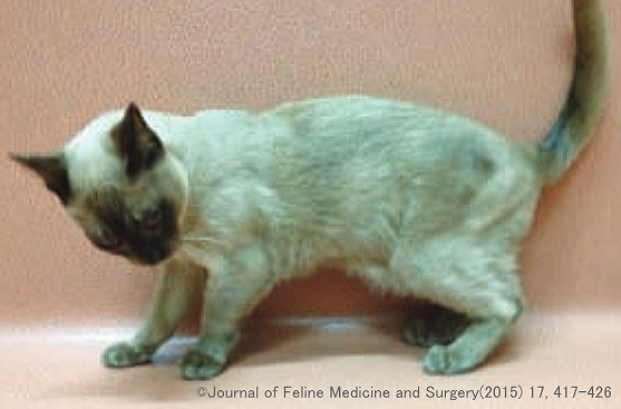 低カルシウム血症ポリミオパチーの猫では頭を支えきれず前方に垂れ下がるのが特徴