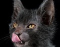 「ライコイ」(Lykoi)とはギリシア語で「オオカミ」という意味
