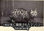 1902年に撮影されたマンクス-Silverwing