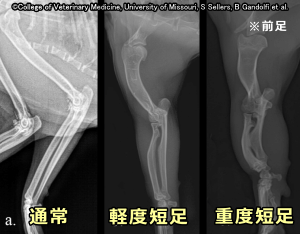 マンチカンの短縮化した前肢