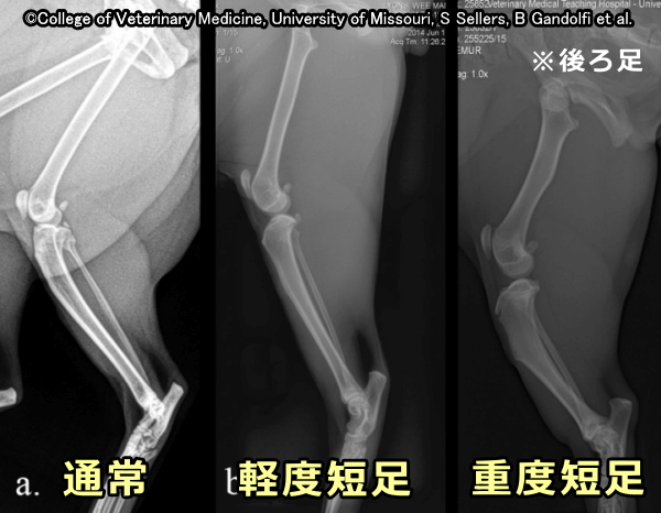 マンチカンの短縮化した後肢