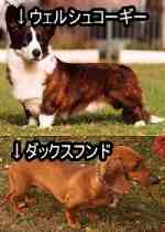 短足犬たち