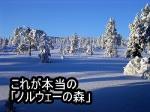 雪に包まれたノルウェーの森