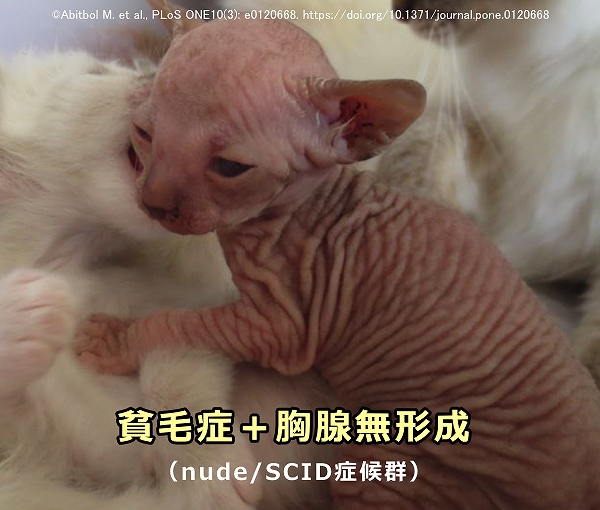 バーマンの品種特有疾患「nude/SCID症候群」（貧毛症＋胸腺無形成）