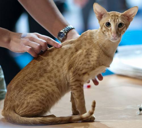 猫の品種 オリエンタルが1ページでまるわかり 特徴 歴史から性格 お手入れの仕方まで 子猫のへや