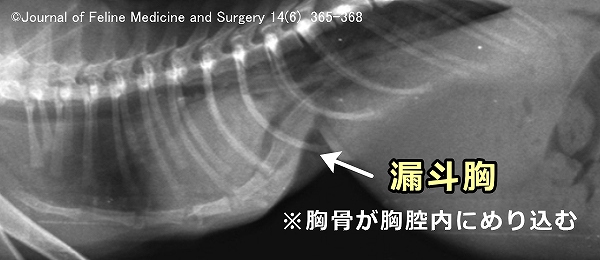 ベンガルの子猫で発症した漏斗胸～重度の呼吸困難をきたす