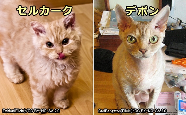 レックス セルカーク セルカークレックス(Selkirk Rex)