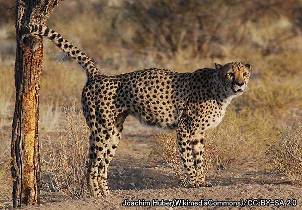 ピューマ系統・チーター（学名：Acinonyx jubatus）