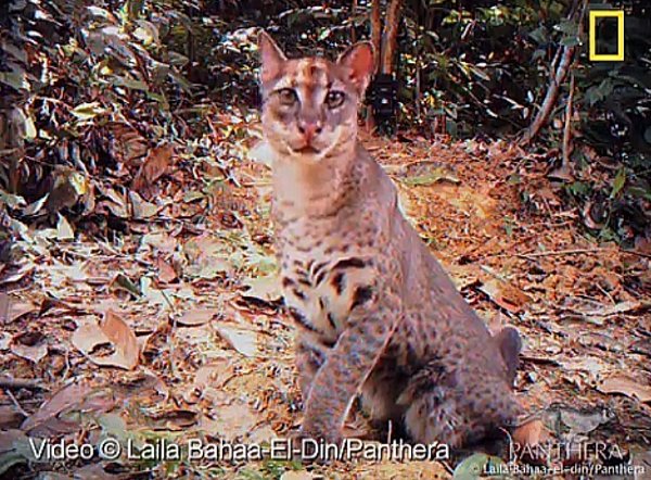 カラカル系統・アフリカゴールデンキャット（学名：Caracal aurata）