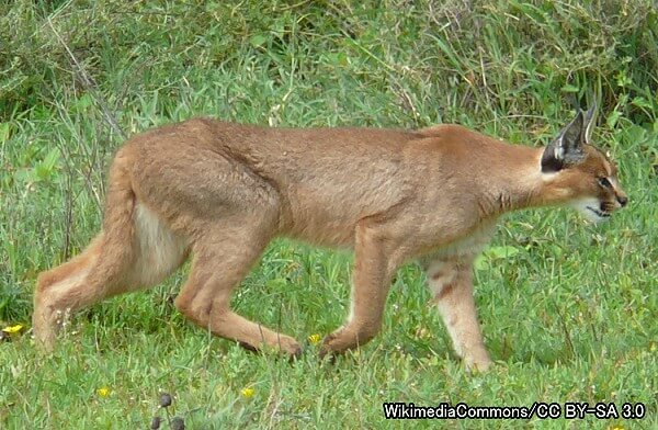 カラカル系統・カラカル（学名：Caracal caracal）