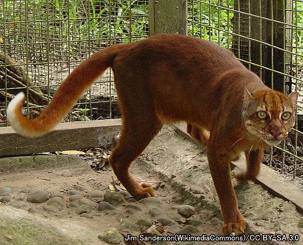 ネコ科動物の種類と分類法 最新17年版 写真で見る大小さまざまなネコの仲間たち 子猫のへや