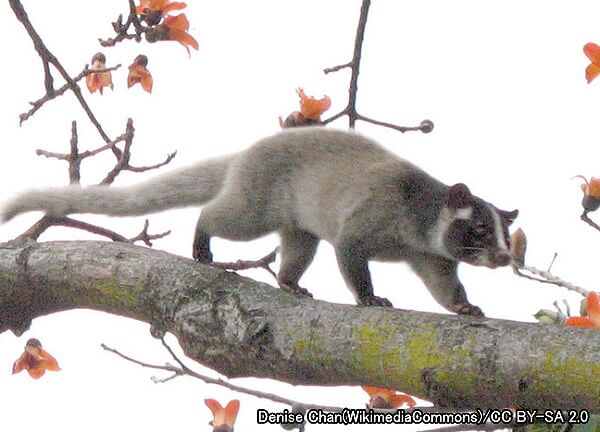 ネコ科動物の種類と分類法・最新2017年版