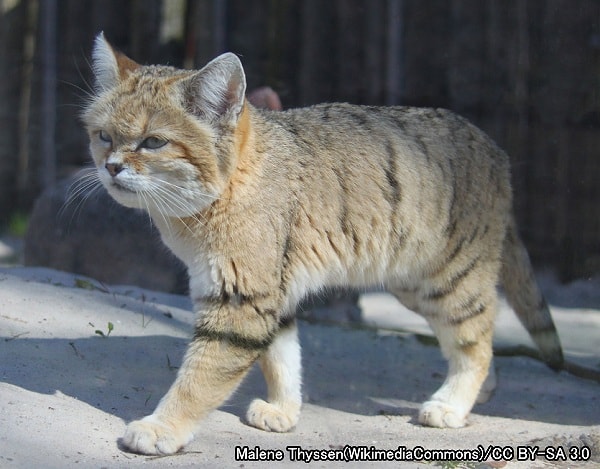 イエネコ系統・スナネコ（学名：Felis margarita）