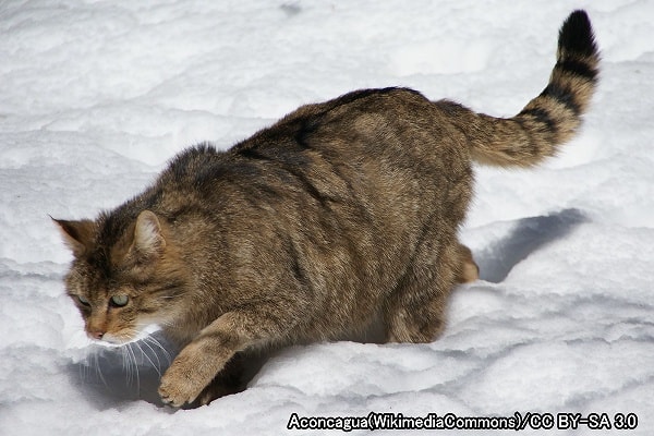 イエネコ系統・ヨーロッパヤマネコ（学名：Felis silvestris）