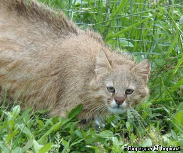 オセロット系統・コロコロ（学名：Leopardus colocola）