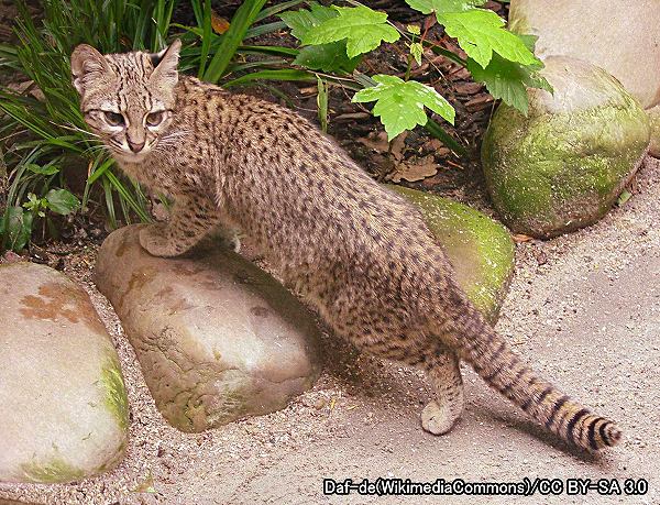 オセロット系統・ジョフロイネコ（学名：Leopardus geoffroyi）