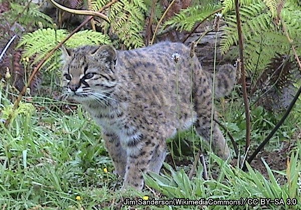 オセロット系統・コドコド（学名：Leopardus guigna）