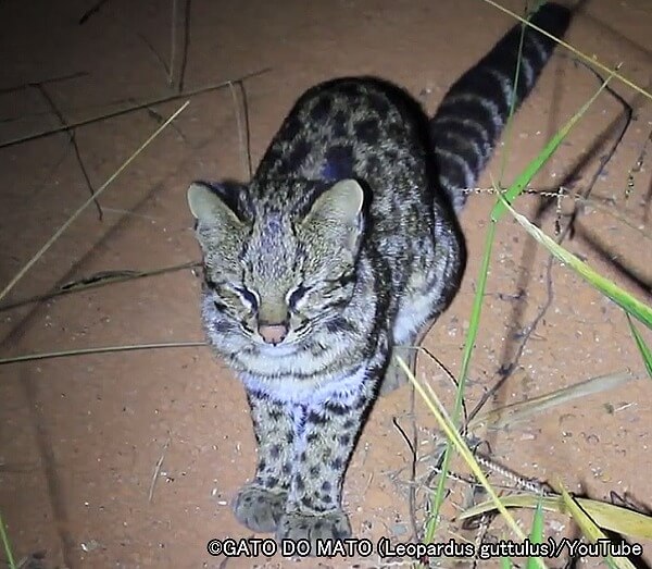 オセロット系統・サザンタイガーキャット（学名：Leopardus guttulus）