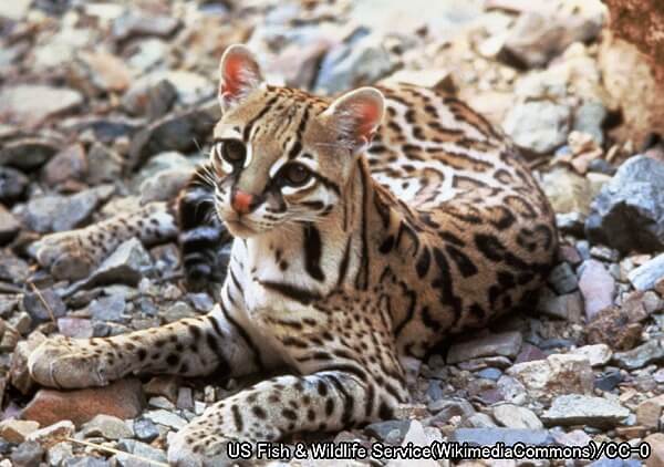 オセロット系統・オセロット（学名：Leopardus pardalis）