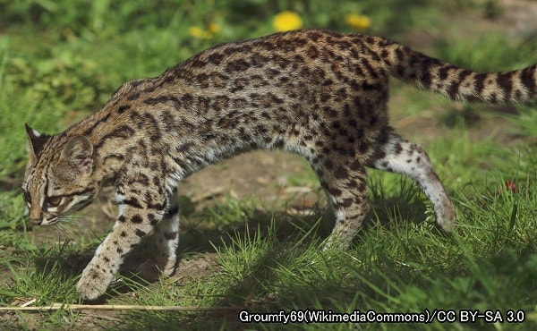 オセロット系統・ジャガーネコ（学名：Leopardus tigrinus）