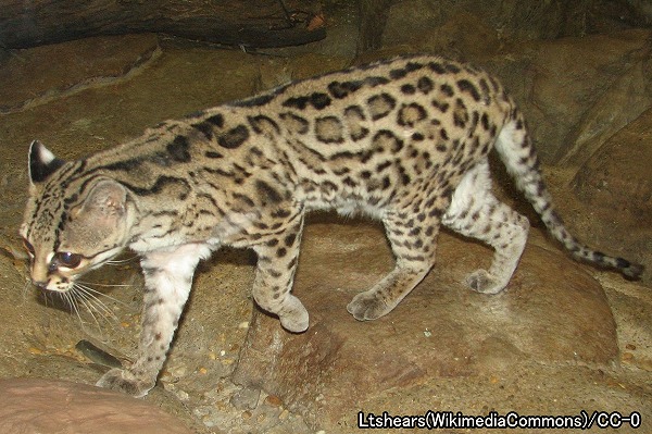 オセロット系統・マーゲイ（学名：Leopardus wiedii）