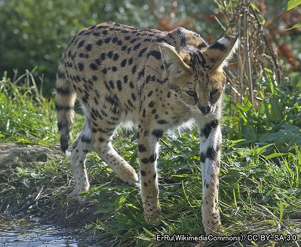 カラカル系統・サーバル（学名：Leptailurus serval）