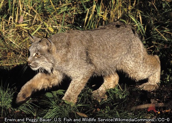 リンクス系統・カナダオオヤマネコ（学名：Lynx canadensis）