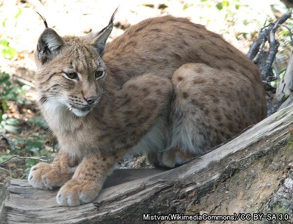 ネコ科動物の種類と分類法 最新17年版 写真で見る大小さまざまなネコの仲間たち 子猫のへや