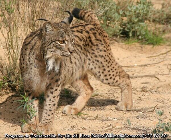 リンクス系統・スペインオオヤマネコ（学名：Lynx pardinus）