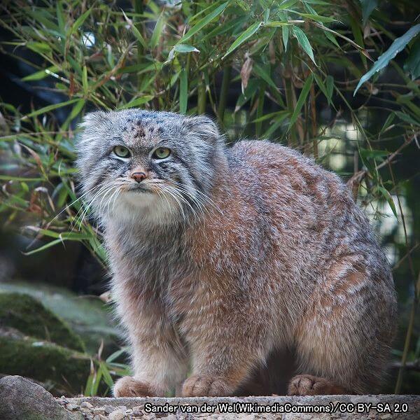 ベンガルヤマネコ系統・マヌルネコ（学名：Otocolobus manul）