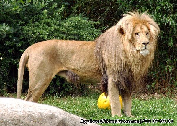 ヒョウ系統・ライオン（学名：Panthera leo）
