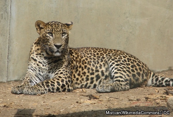 ヒョウ系統・ヒョウ（学名：Panthera pardus）