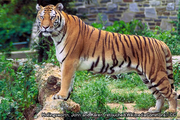 ヒョウ系統・トラ（学名：Panthera tigris）
