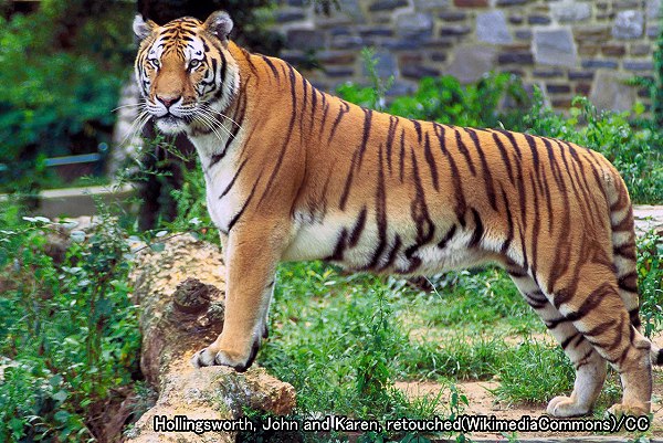 ネコ科動物の種類と分類法 最新17年版 写真で見る大小さまざまなネコの仲間たち 子猫のへや