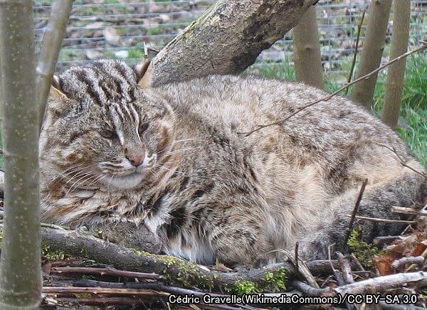 ベンガルヤマネコ系統・ベンガルヤマネコ（学名：Prionailurus bengalensis）