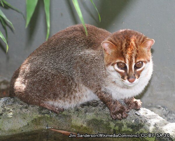 ベンガルヤマネコ系統・マレーヤマネコ（学名：Prionailurus planiceps）