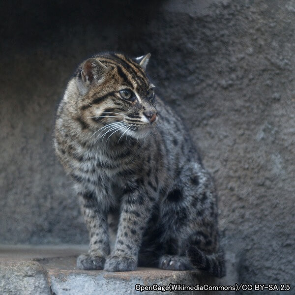 ベンガルヤマネコ系統・スナドリネコ（学名：Prionailurus viverrinus）