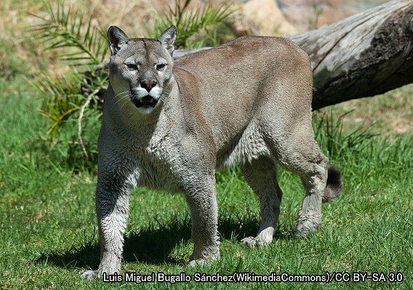 ピューマ系統・クーガー（学名：Puma concolor）