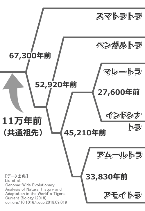 トラ(Panthera tigris)の系統分岐図・2018年版