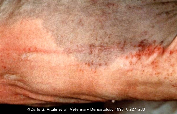 スフィンクスで見られる色素性蕁麻疹