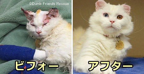 ランドリーの乾燥機で大やけどを負った「フェニックス」~名前の通り不死鳥のようによみがえる